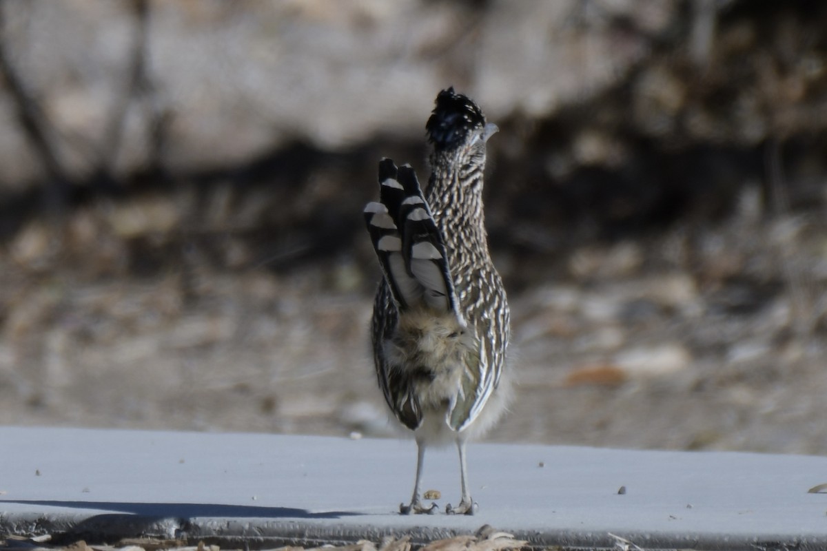 Greater Roadrunner - ML646701582