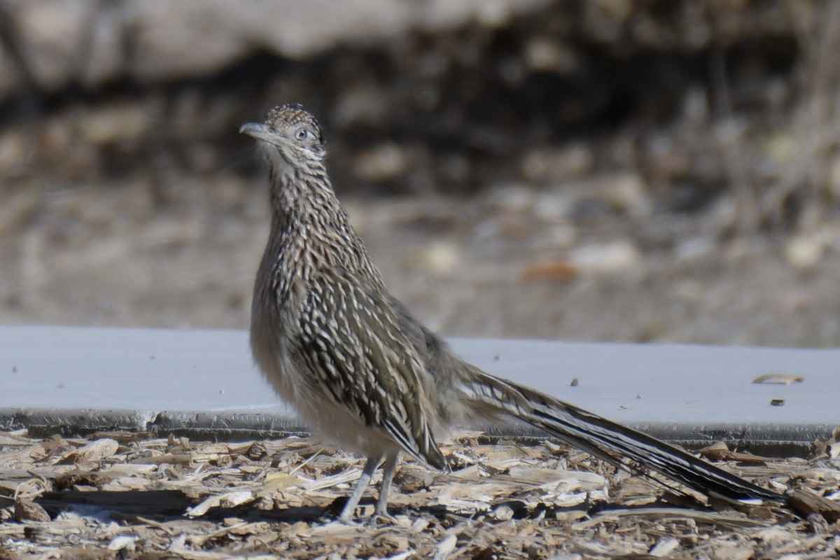 Greater Roadrunner - ML646701583