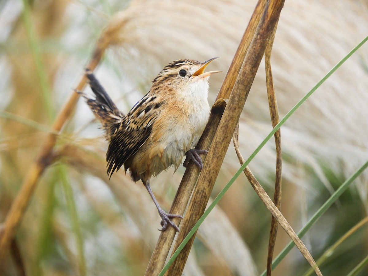 Grass Wren - ML646701588