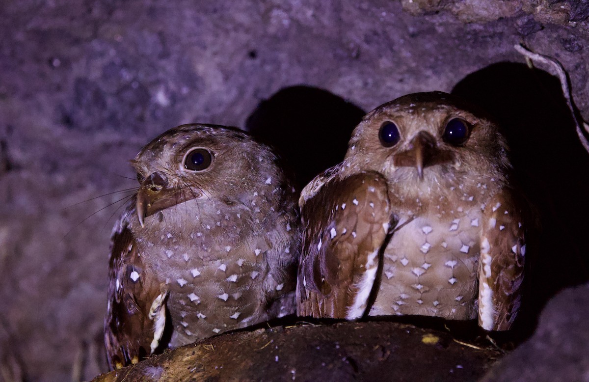 Oilbird - ML646701589