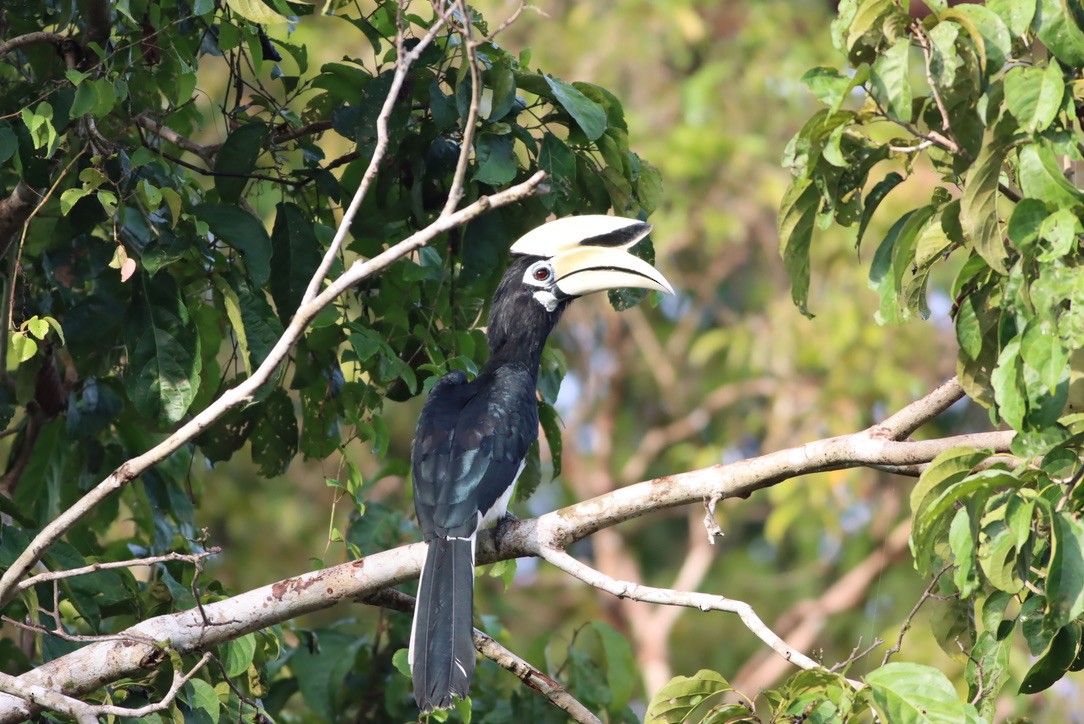 Oriental Pied-Hornbill - ML646701590