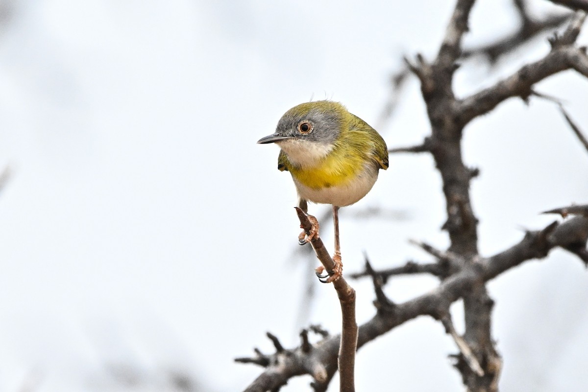 Желтогрудый апалис (flavocincta/viridiceps) - ML646701591