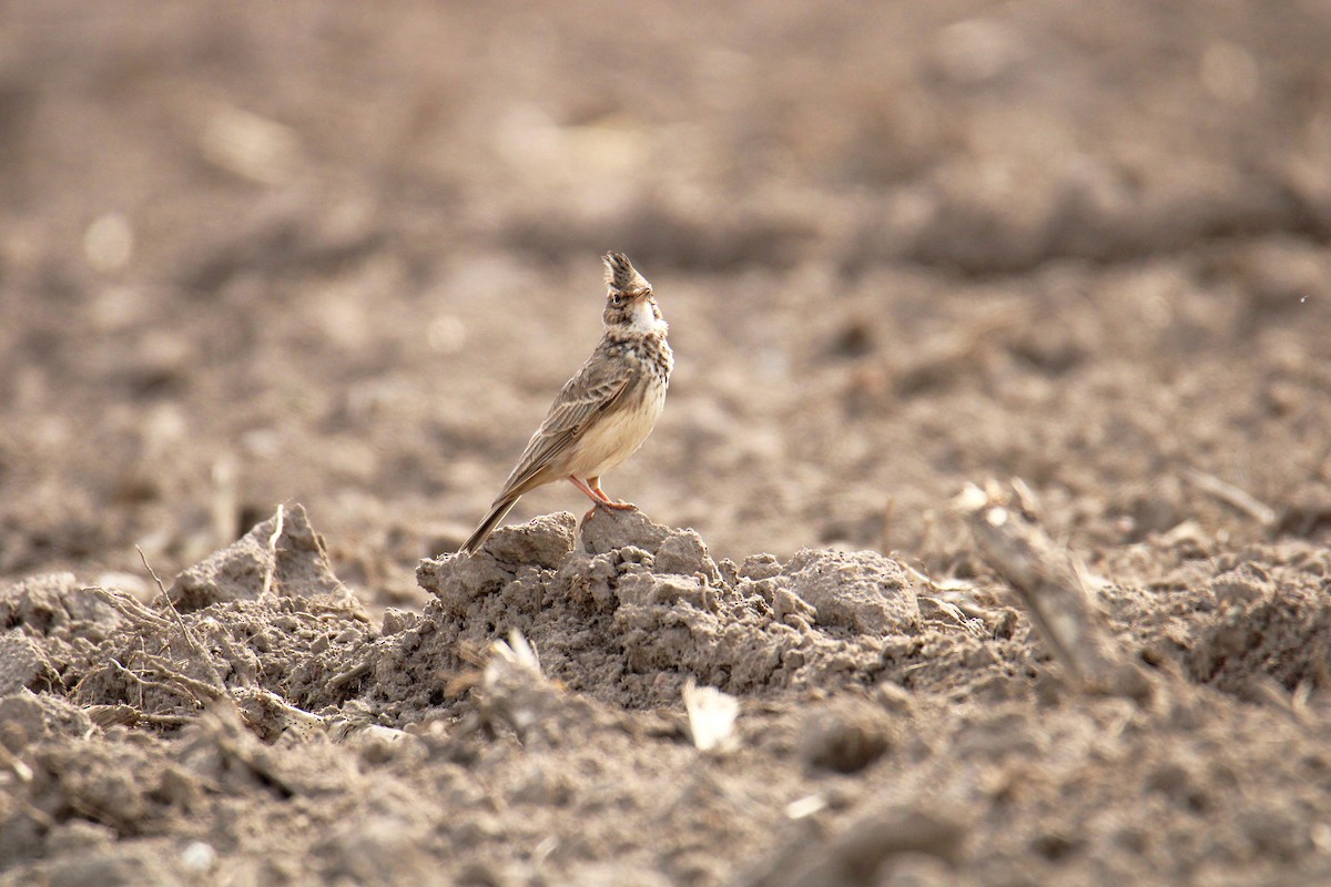 Посмітюха звичайна - ML646701593