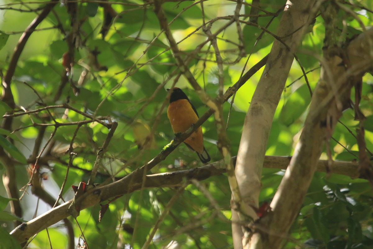 Orange-bellied Euphonia - ML646701597