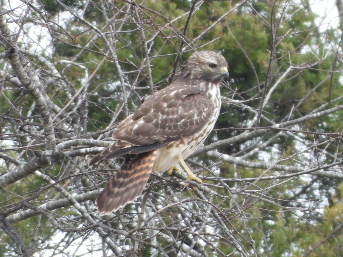 Red-shouldered Hawk - ML646701598