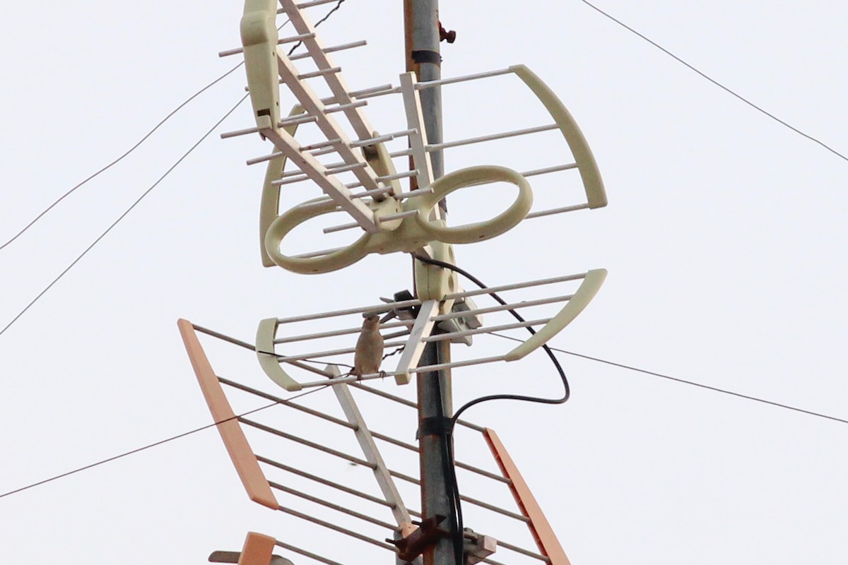 Домовый воробей - ML646701601