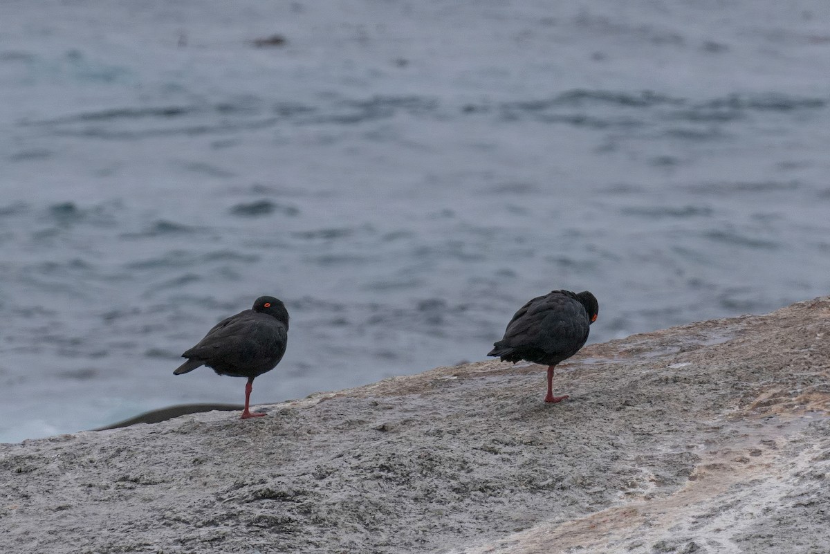 African Oystercatcher - ML646701602