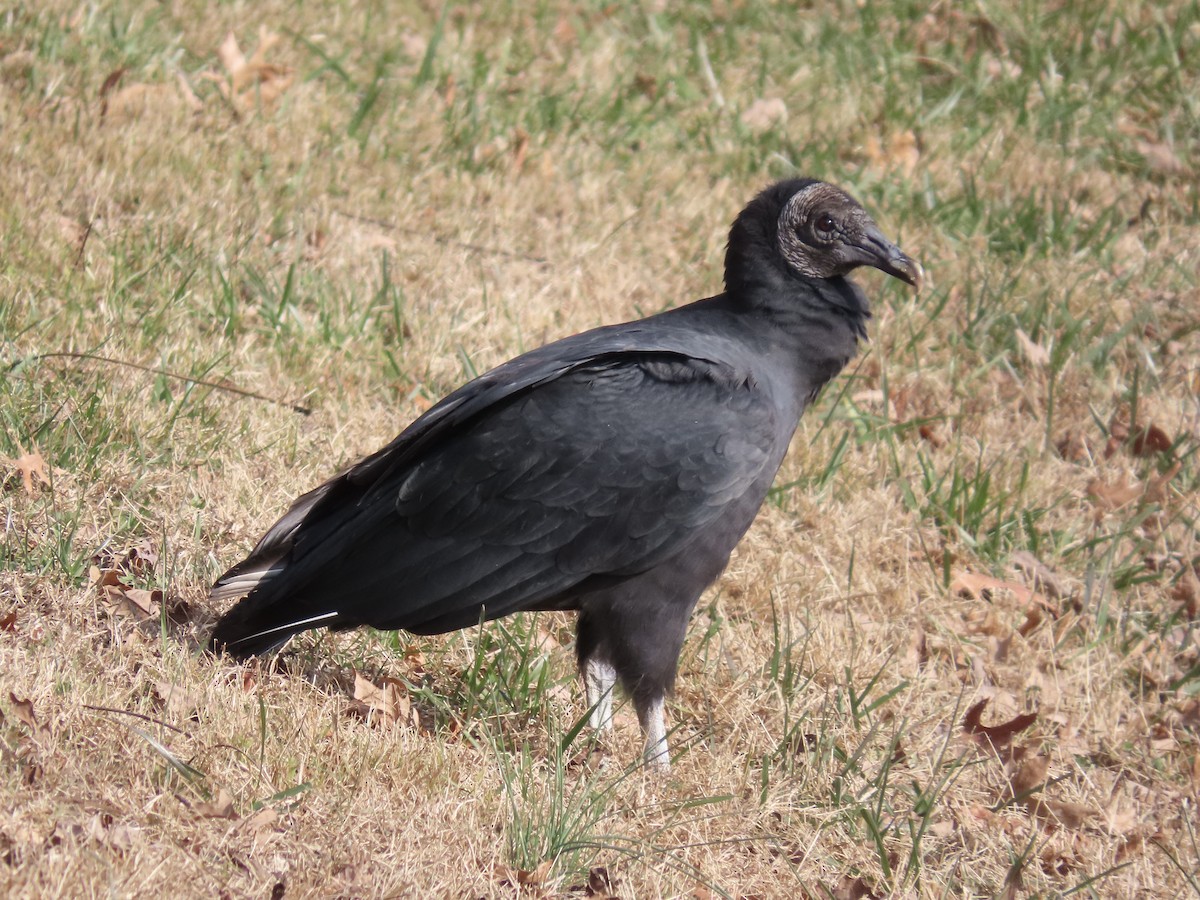 Rabengeier - ML646701603