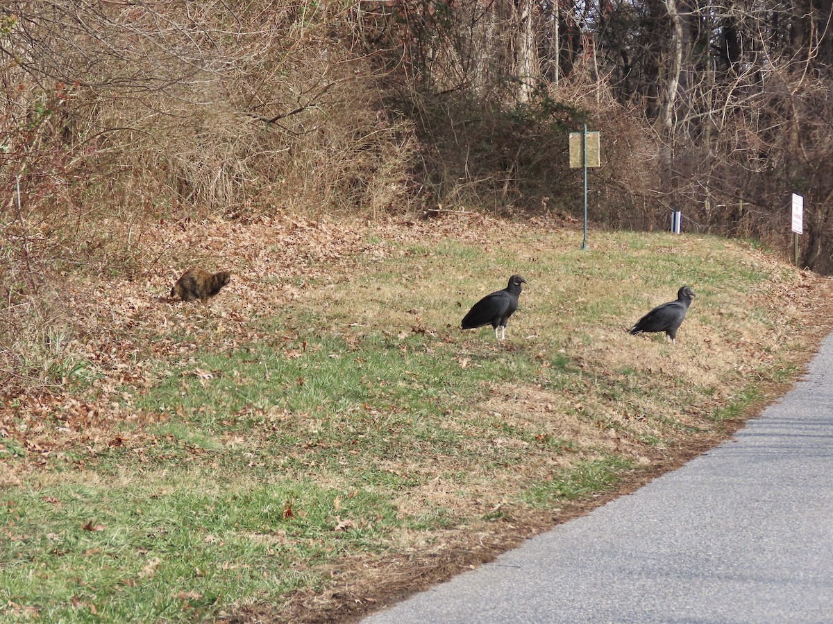 Rabengeier - ML646701604