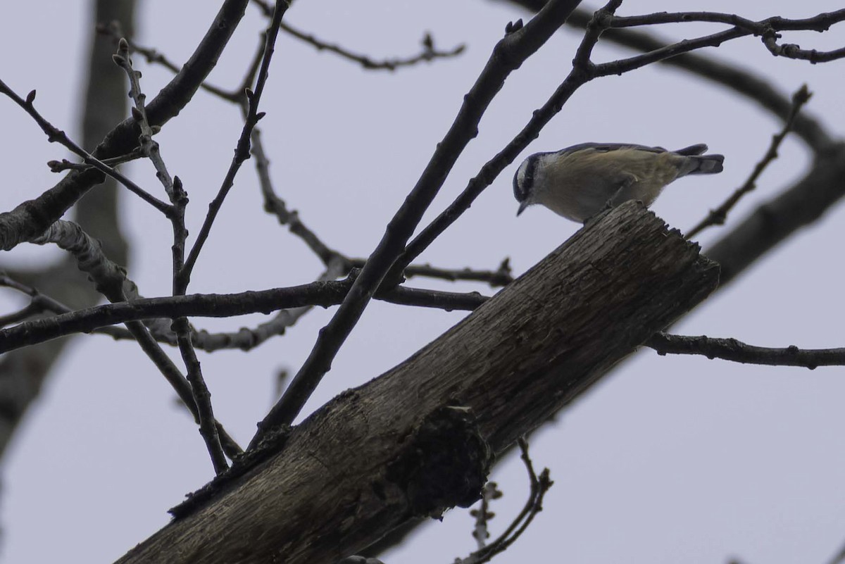 Red-breasted Nuthatch - ML646701606
