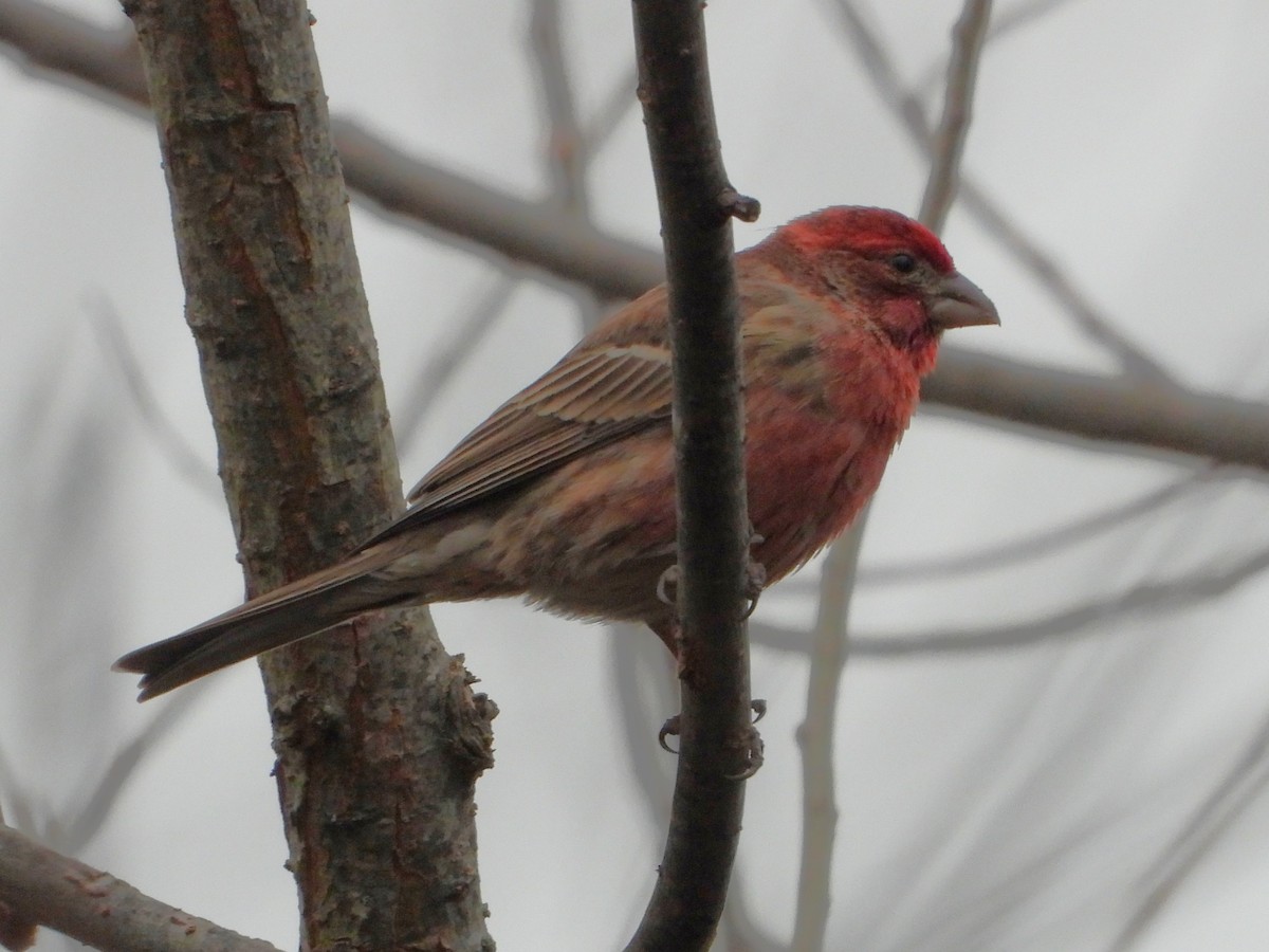 House Finch - ML646701608