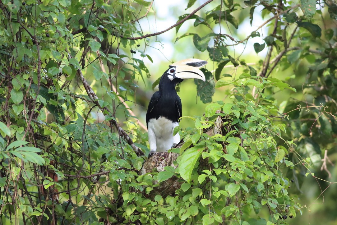 Oriental Pied-Hornbill - ML646701609