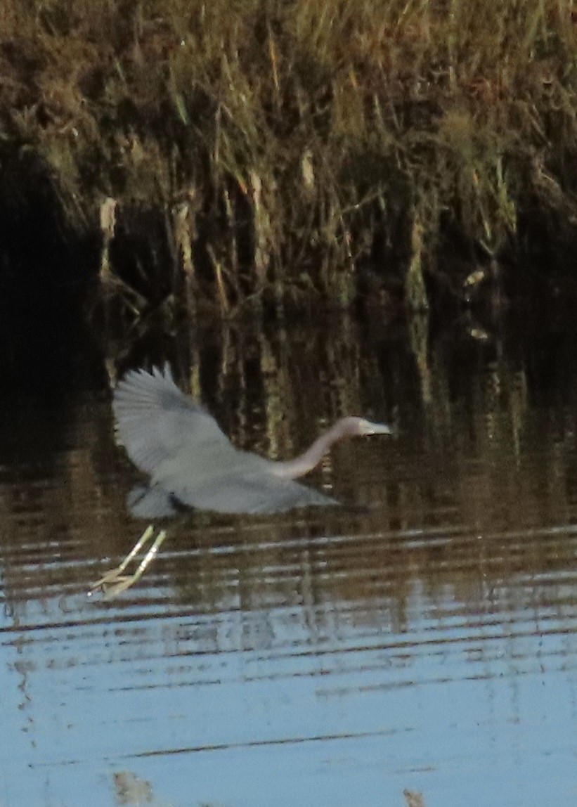 Little Blue Heron - ML646701610
