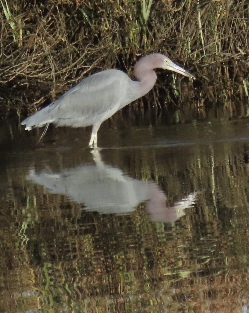Little Blue Heron - ML646701611