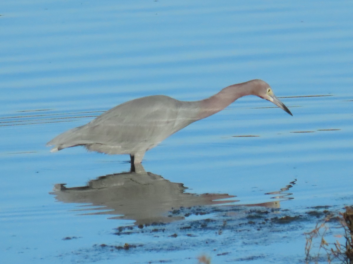 Little Blue Heron - ML646701612
