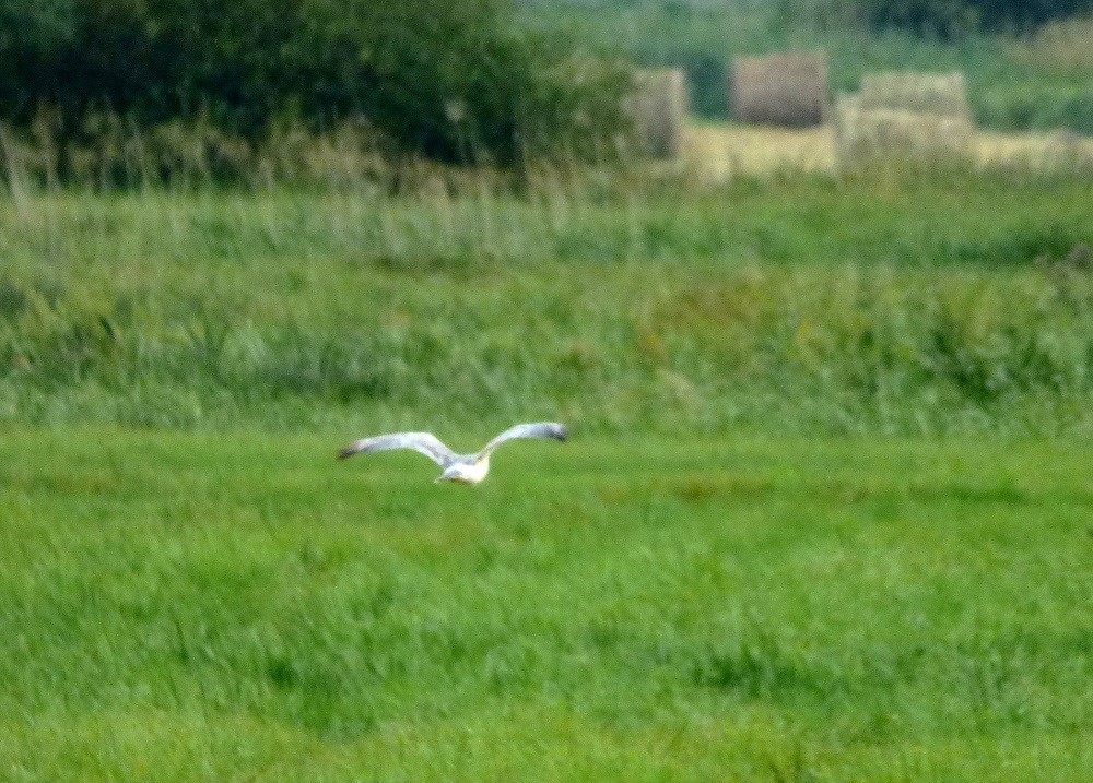 Pallid Harrier - ML646701613