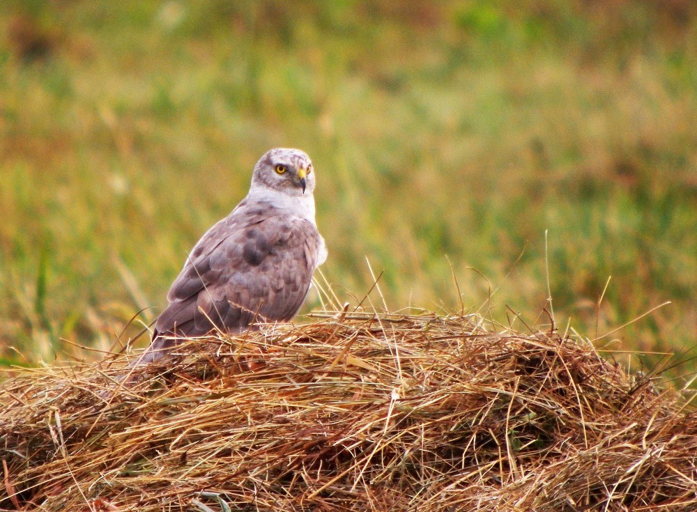 Pallid Harrier - ML646701614