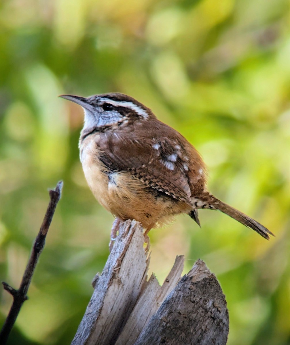 Carolina Wren - ML646701615