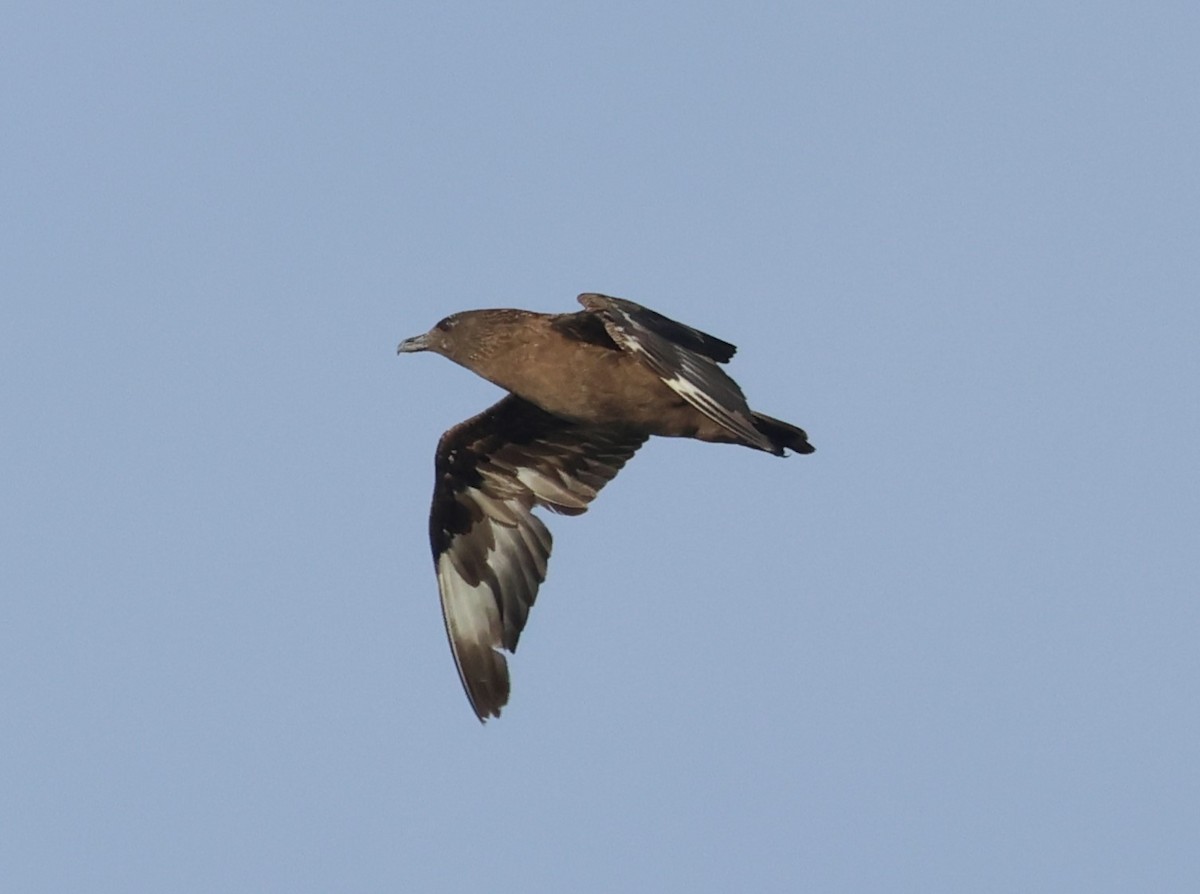 Great Skua - ML646701616