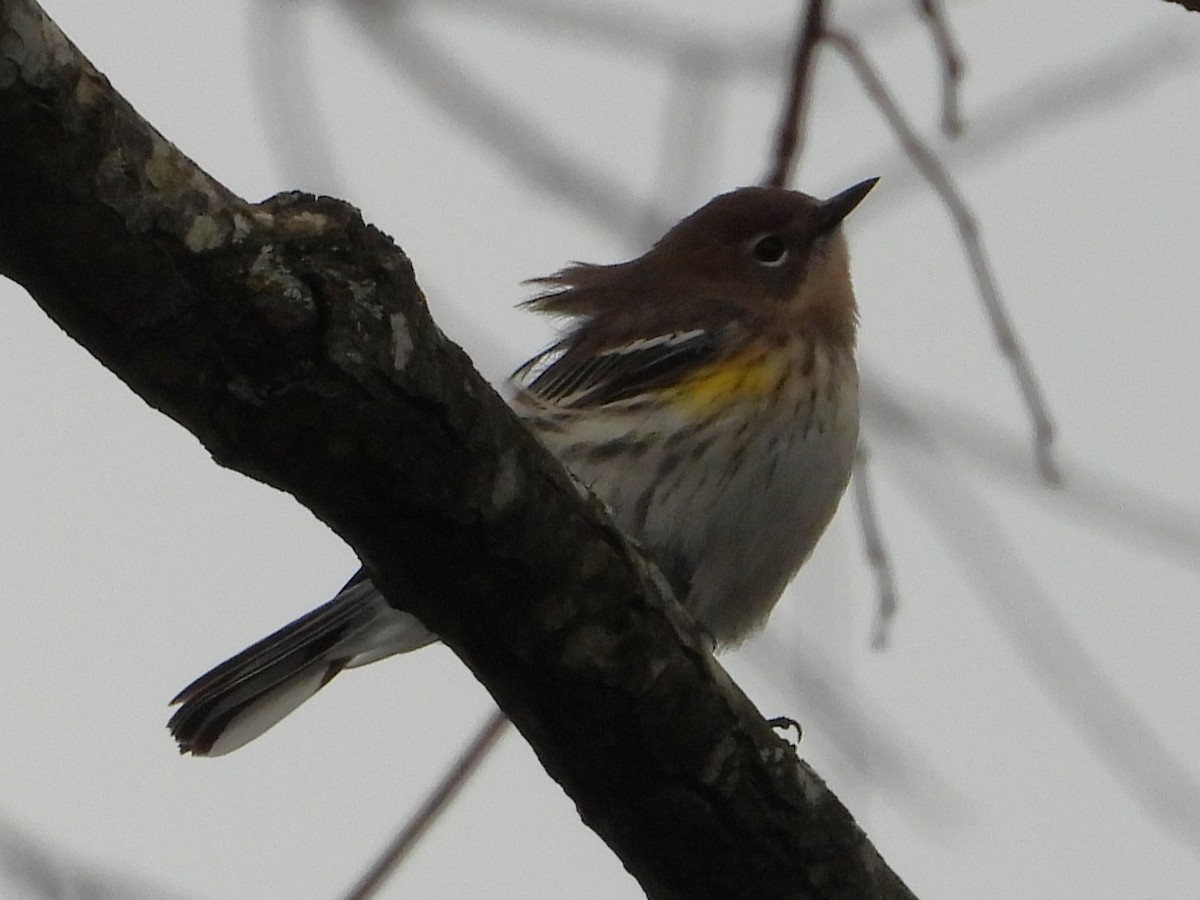 Yellow-rumped Warbler - ML646701617