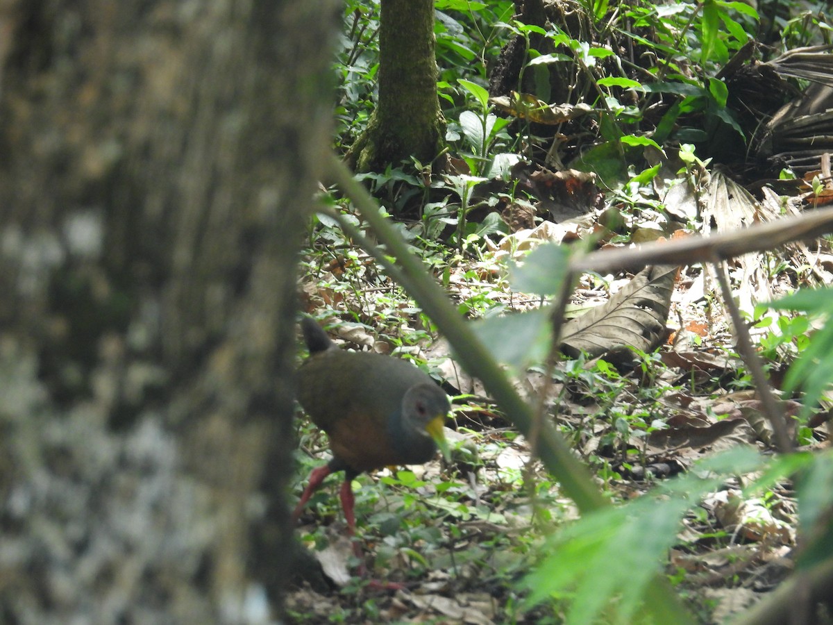 Gray-cowled Wood-Rail - ML646701618