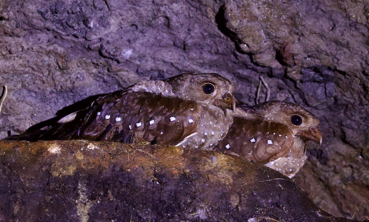 Oilbird - ML646701621