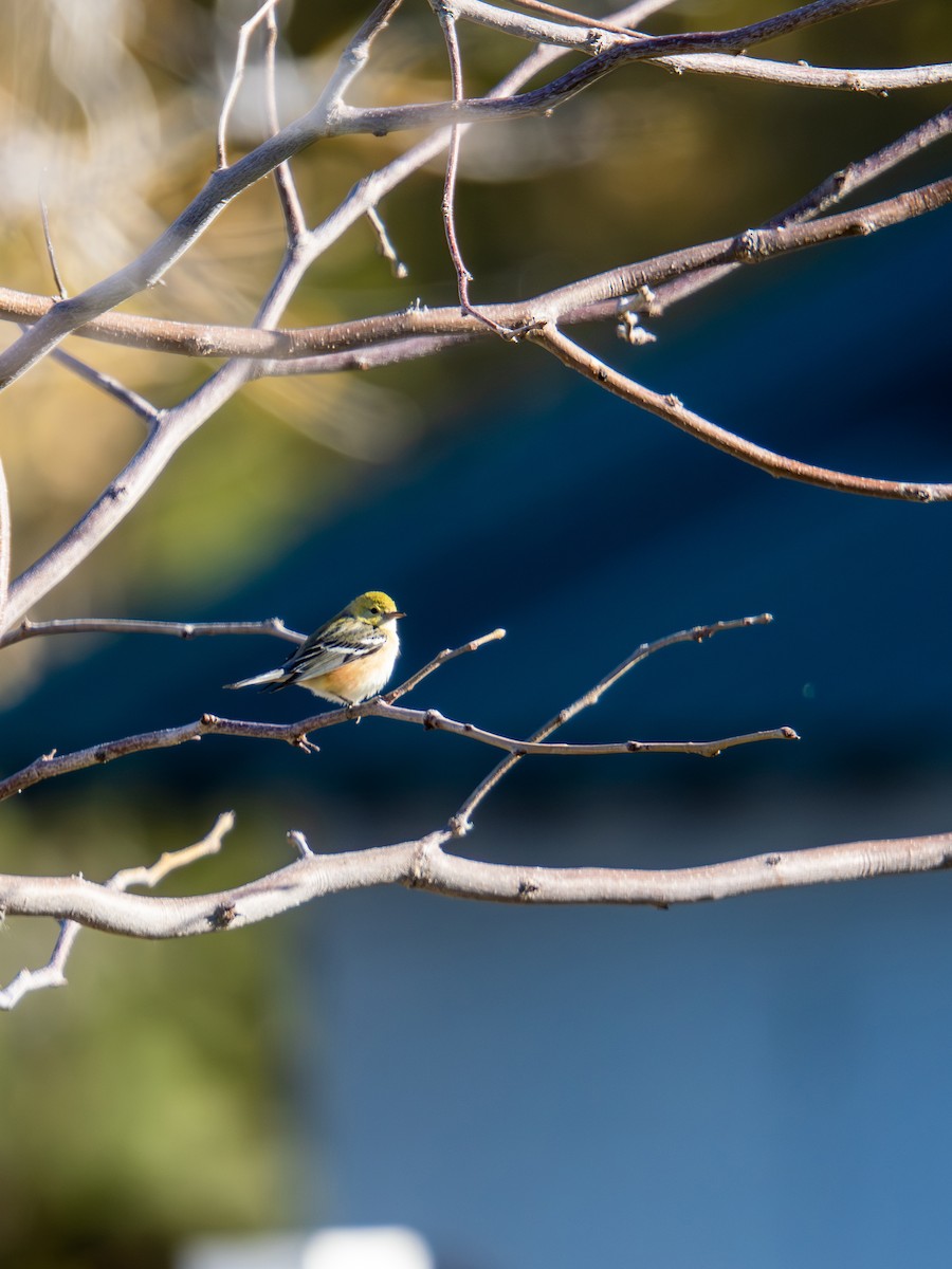 Bay-breasted Warbler - ML646701622