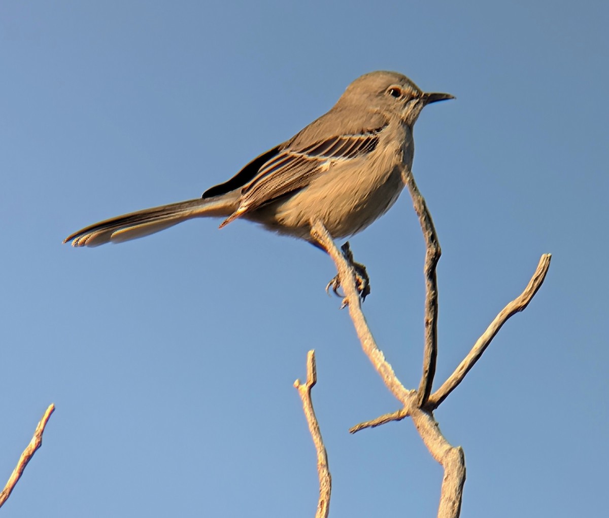 Northern Mockingbird - ML646701623