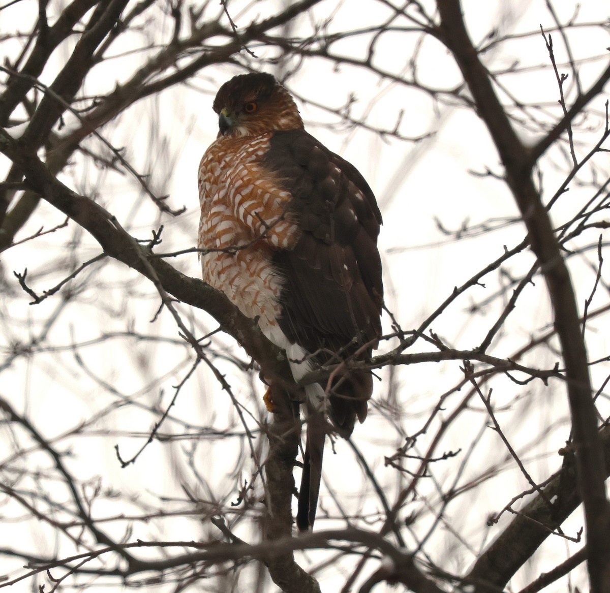 Cooper Atmacası - ML646701629