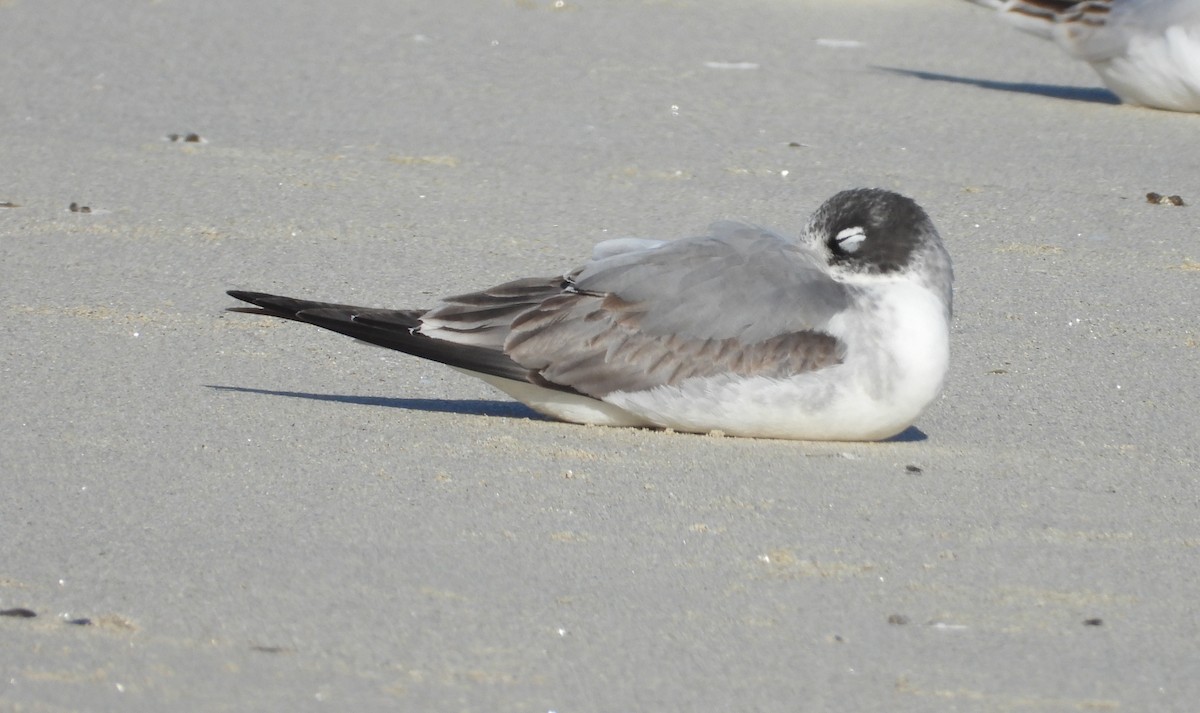 Maskeli Martı - ML646701630