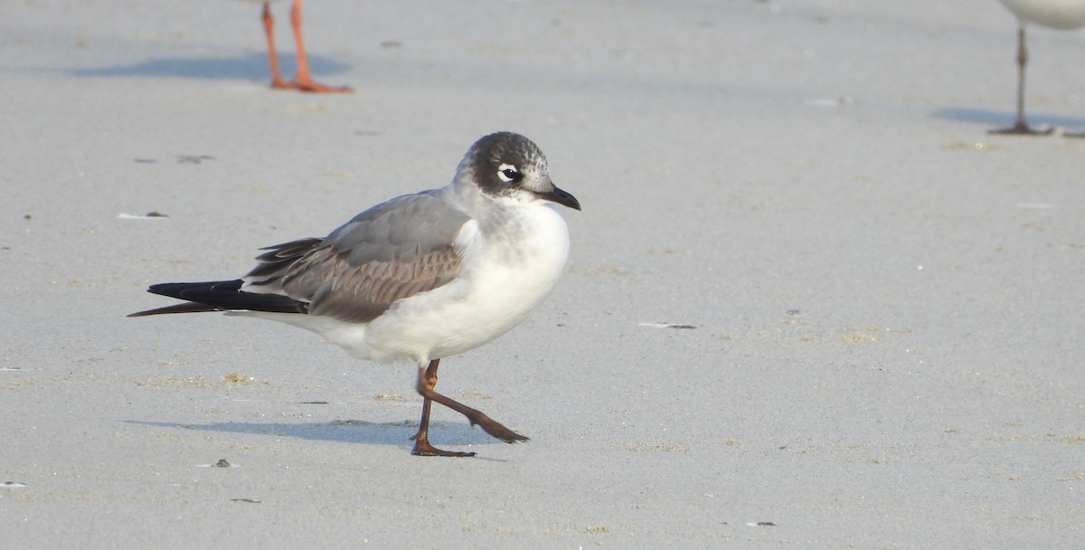 Maskeli Martı - ML646701631