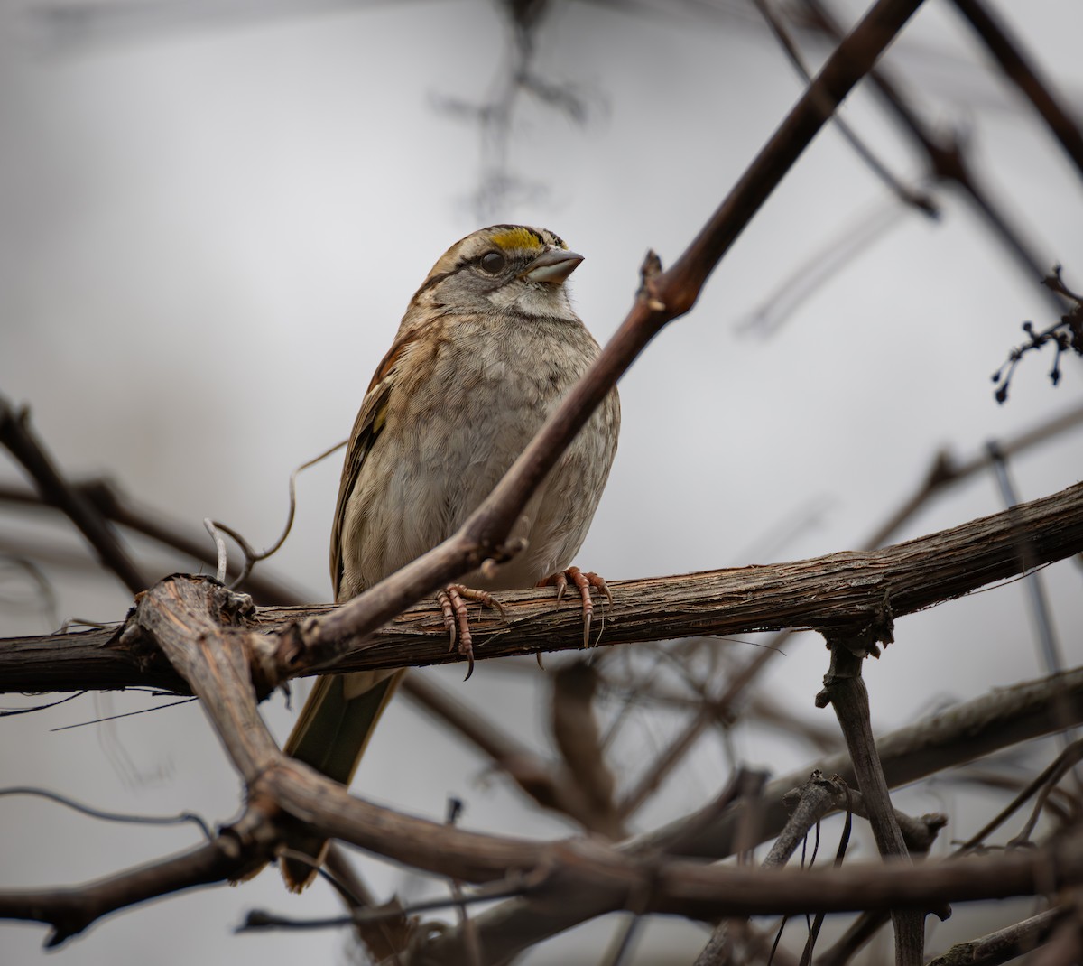White-throated Sparrow - ML646701632