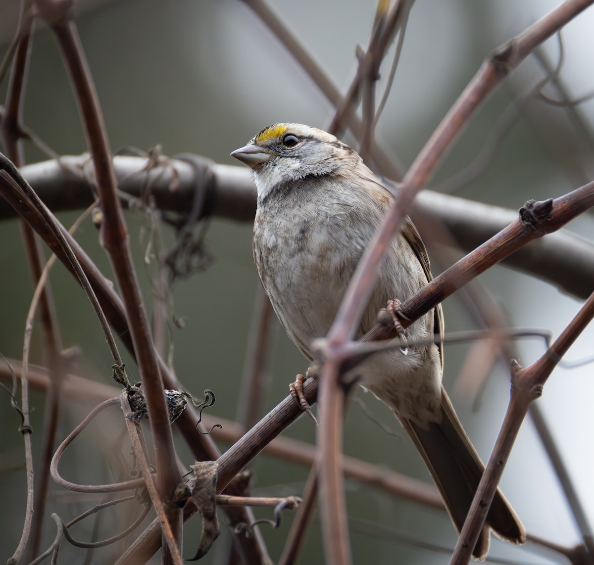 White-throated Sparrow - ML646701633
