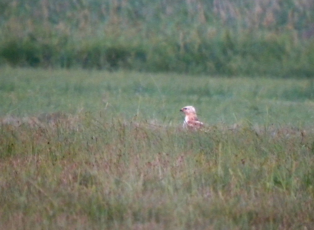 Long-legged Buzzard - ML646701636