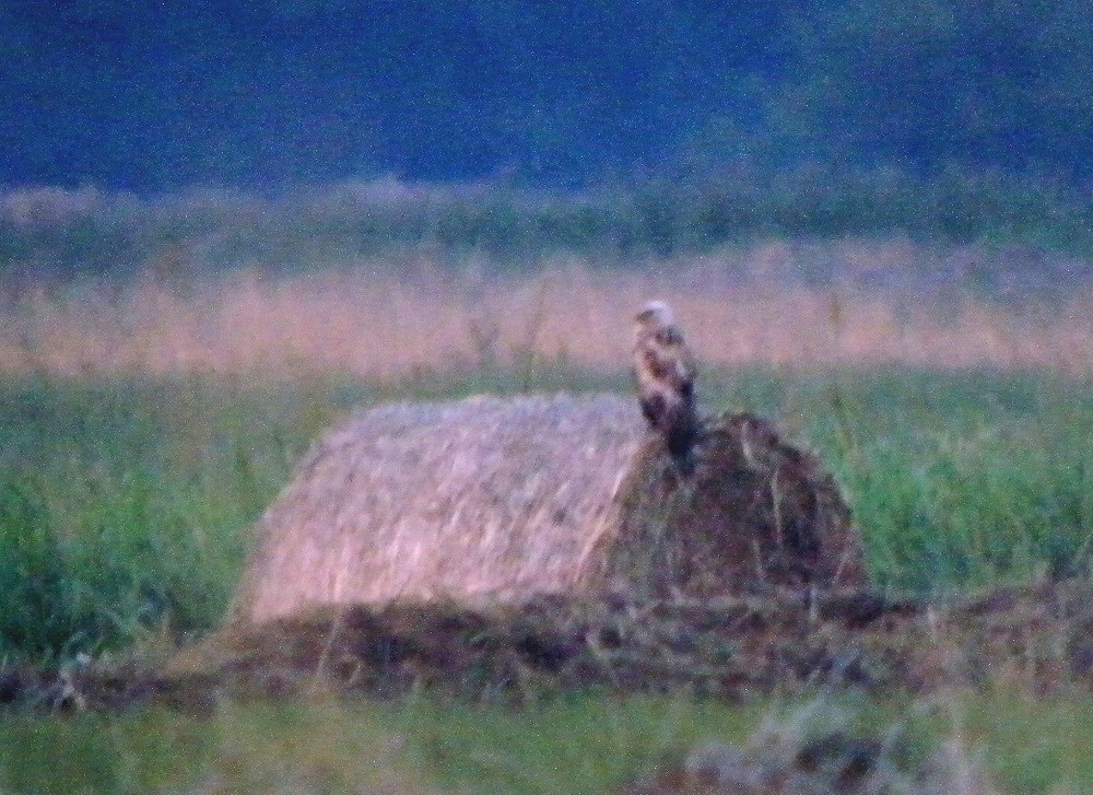 Long-legged Buzzard - ML646701637