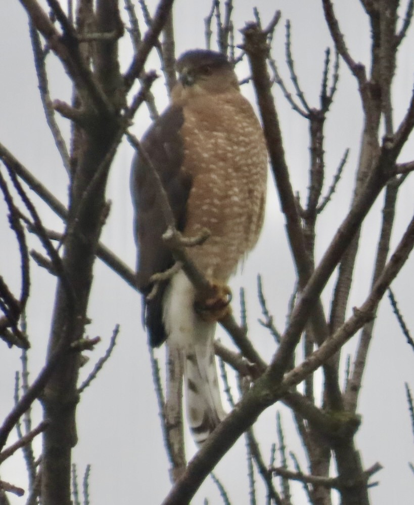 Яструб чорноголовий - ML646701638