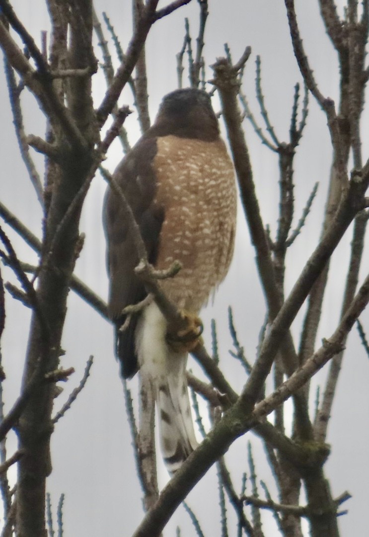 Яструб чорноголовий - ML646701639