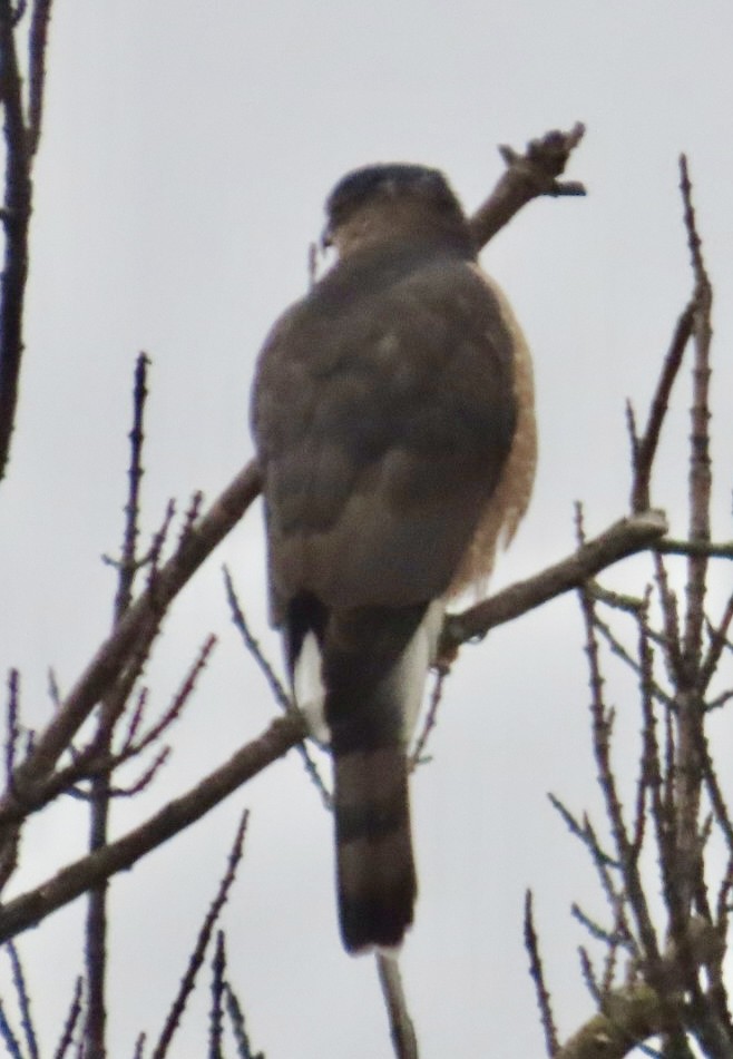 Яструб чорноголовий - ML646701640