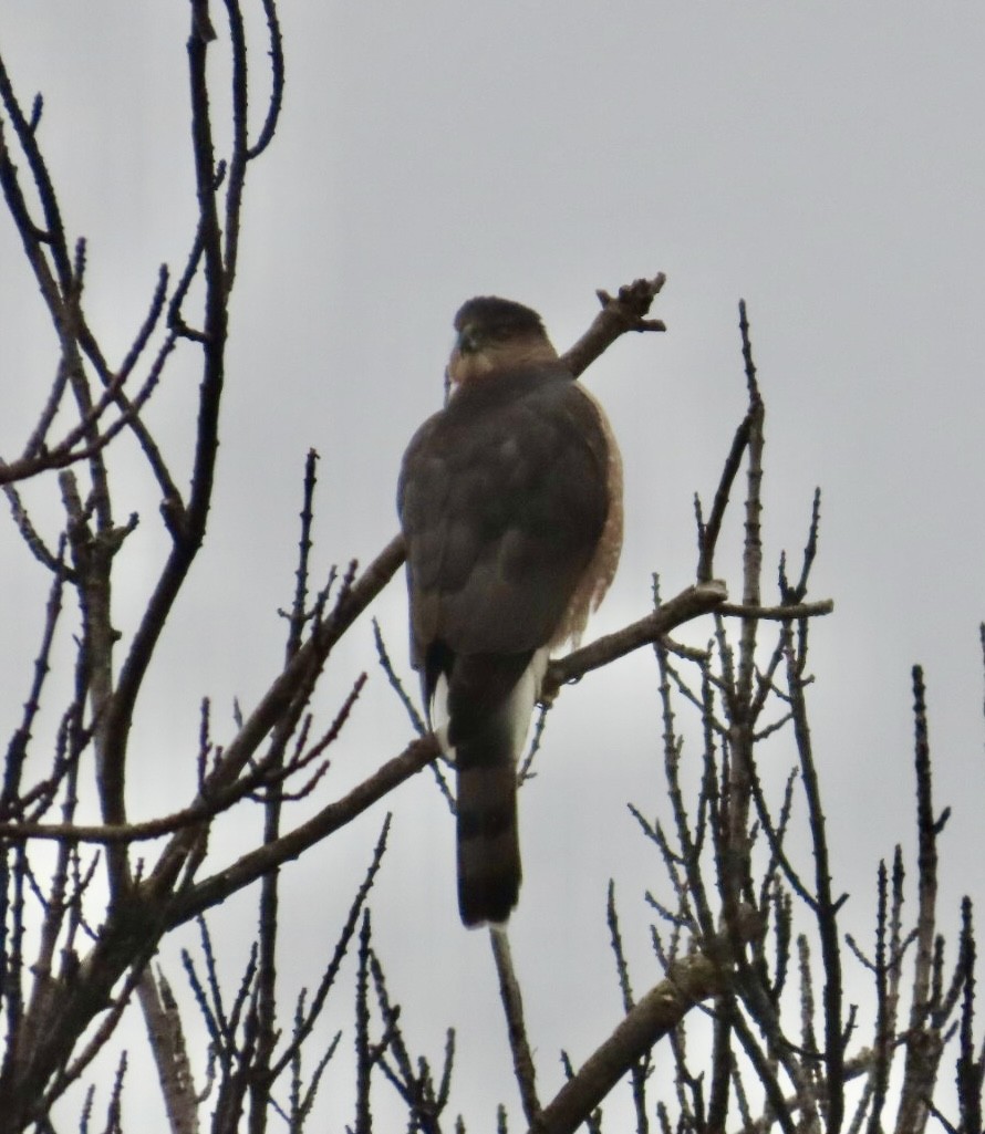 Яструб чорноголовий - ML646701641