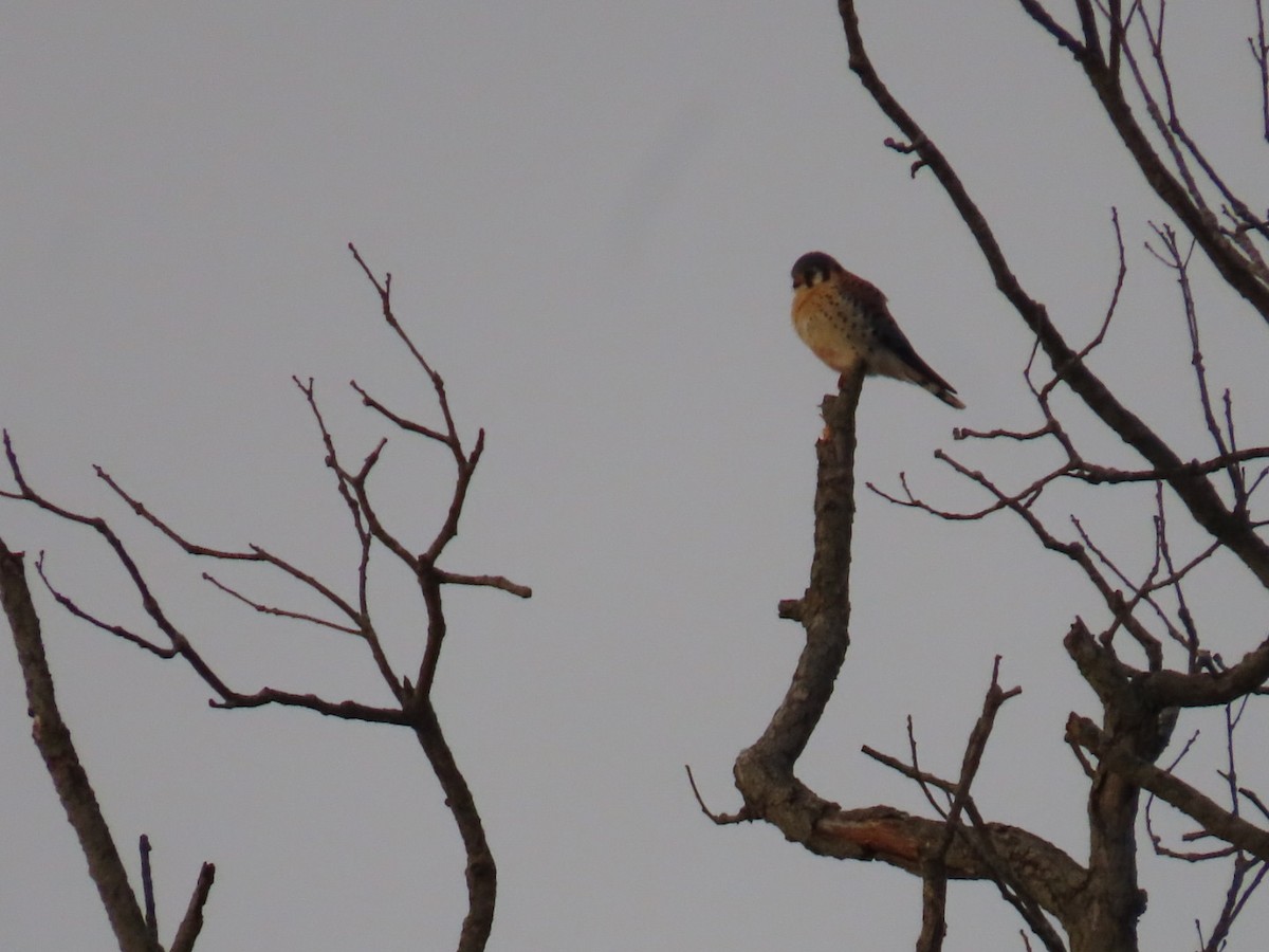 American Kestrel - ML646701642
