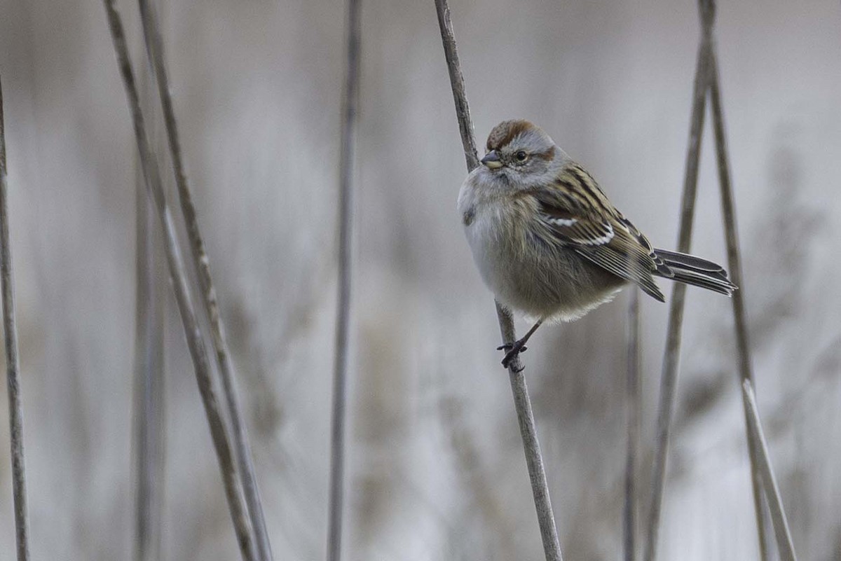 American Tree Sparrow - ML646701643