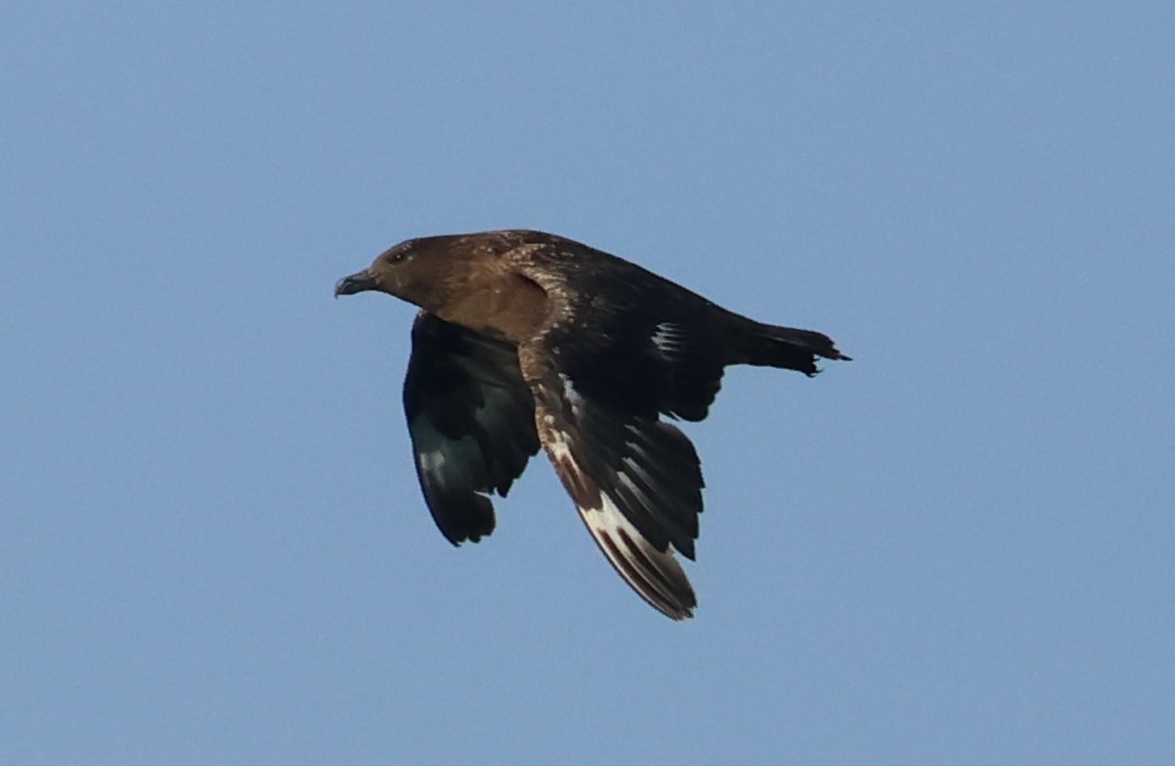 Great Skua - ML646701645