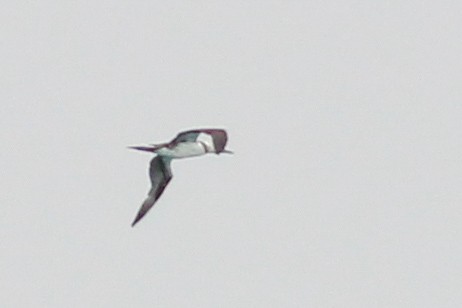 Северная олуша - ML646701646