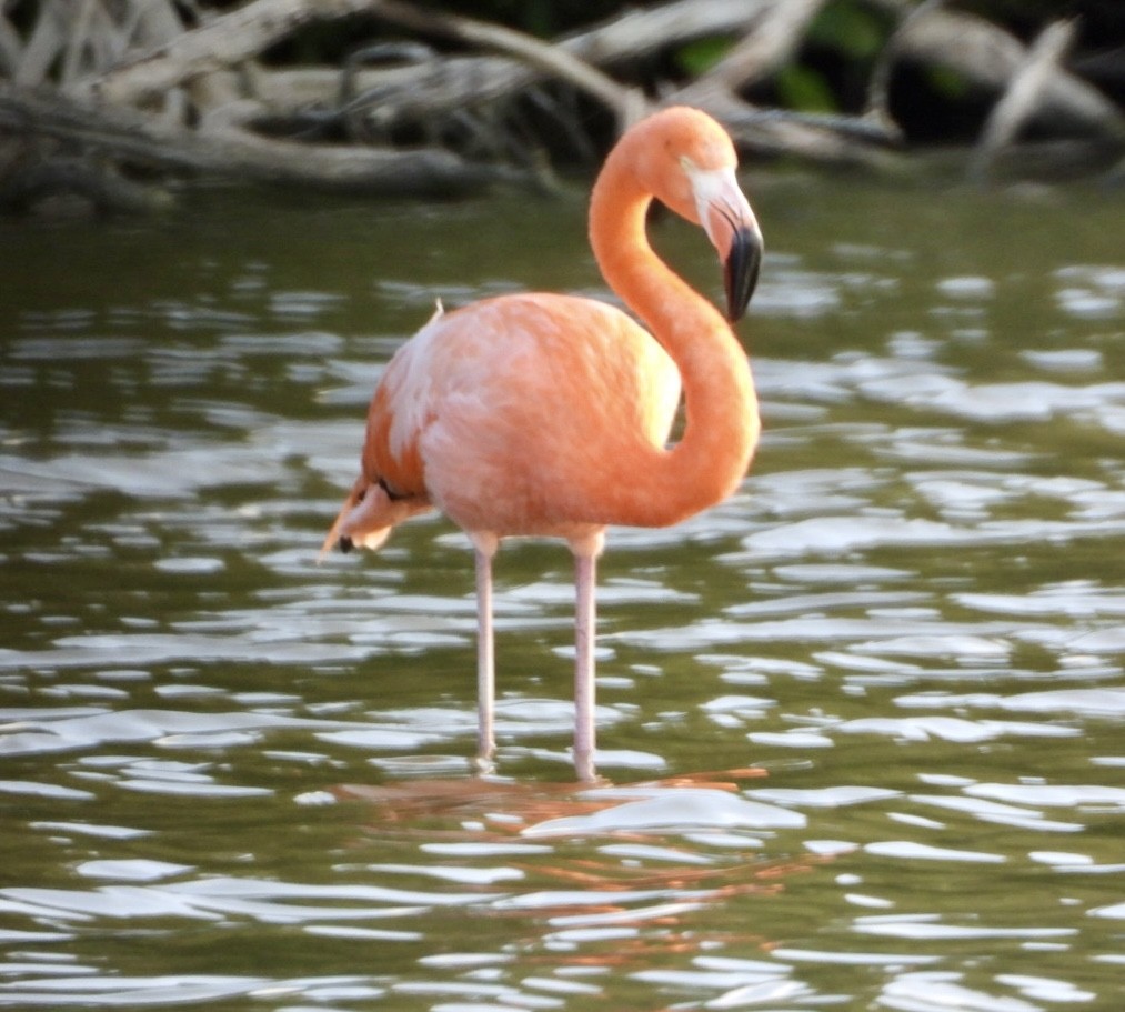 Flamant des Caraïbes - ML646701649