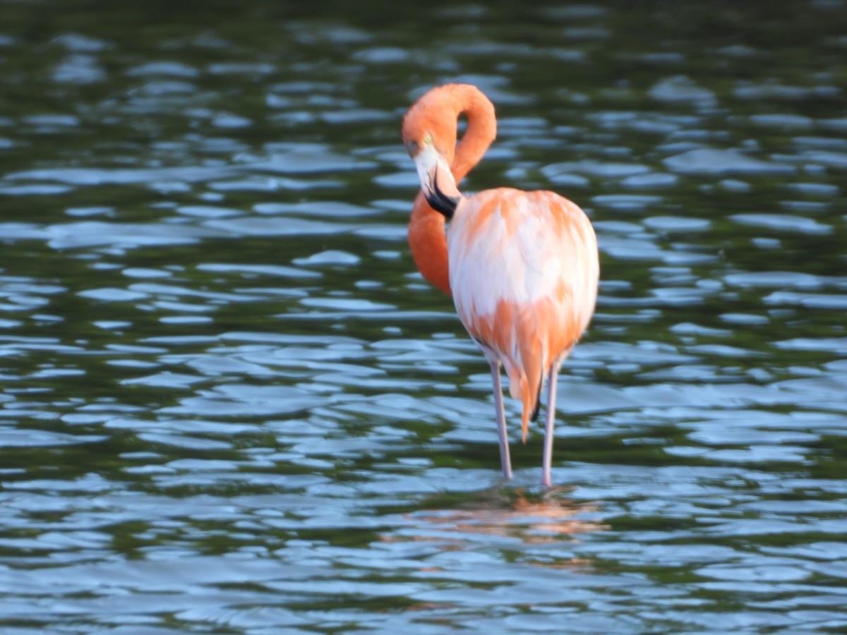 Flamant des Caraïbes - ML646701650