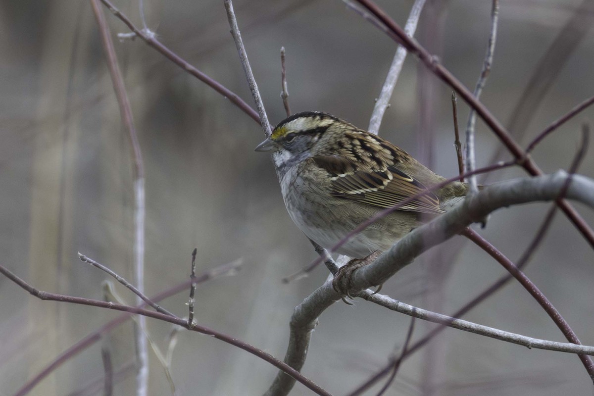 White-throated Sparrow - ML646701651