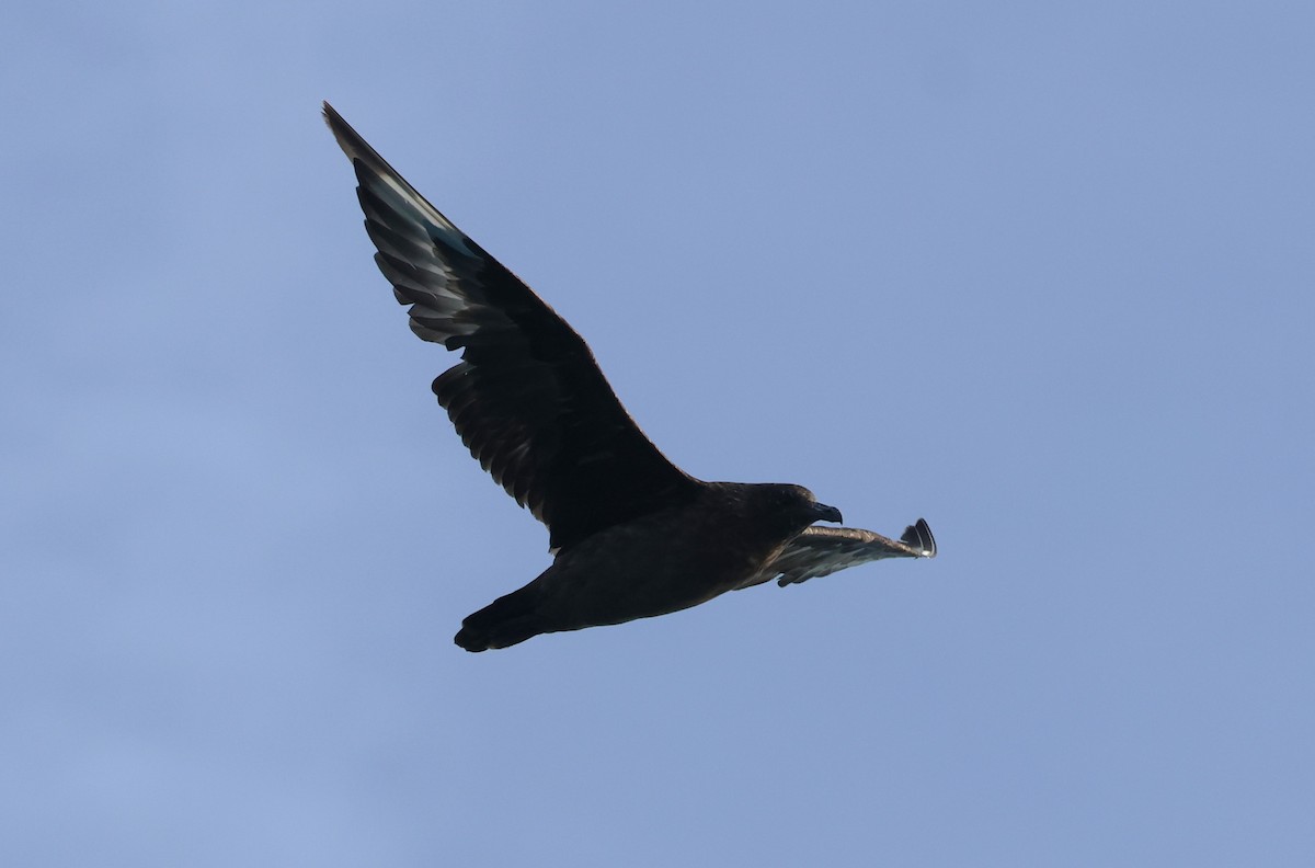 Great Skua - ML646701653