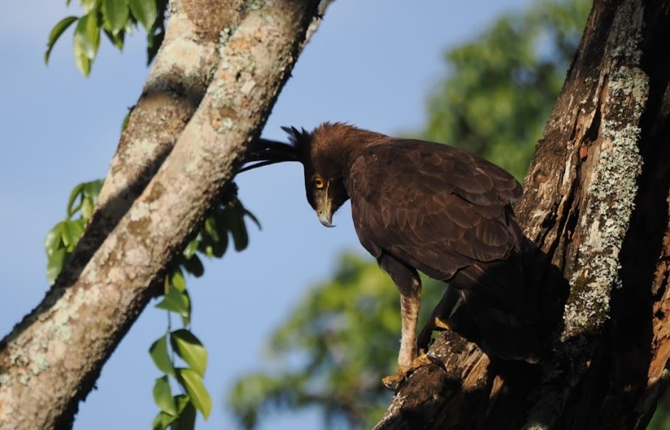 Schopfadler - ML646701654