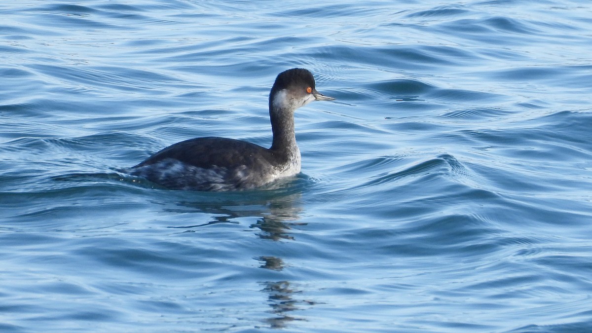 Grèbe à cou noir - ML646701656