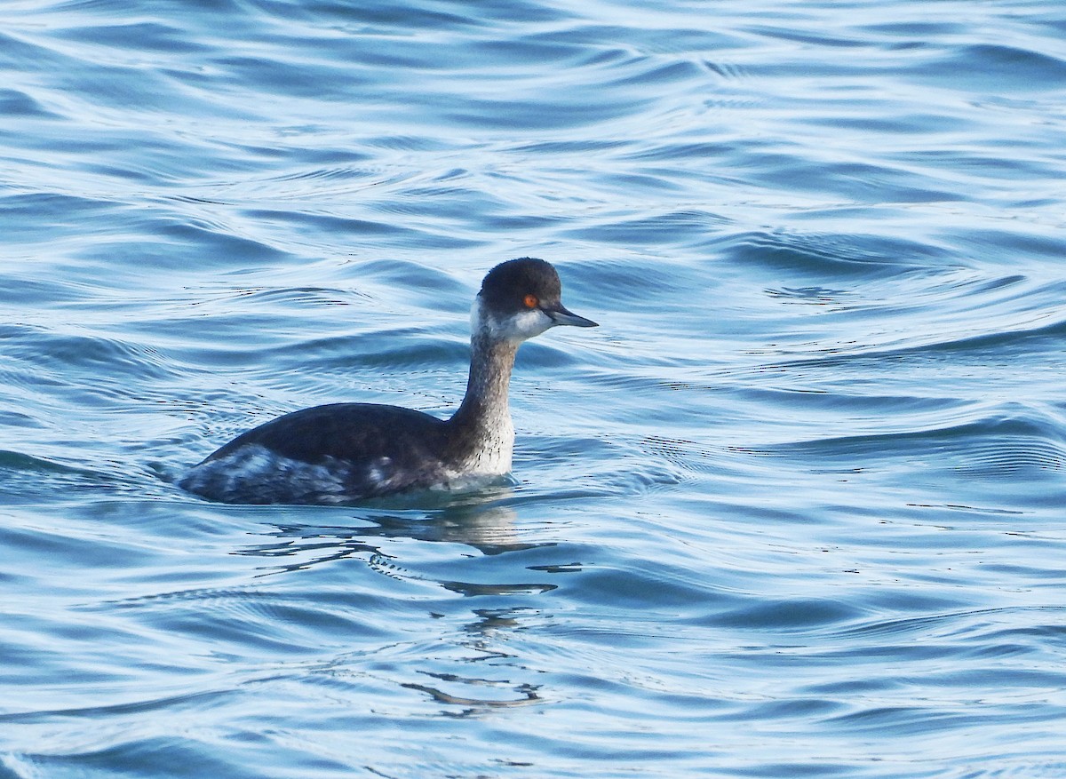 Grèbe à cou noir - ML646701657